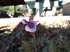 Viola primulifolia