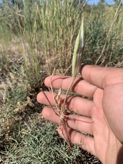 Calochortus bruneaunis