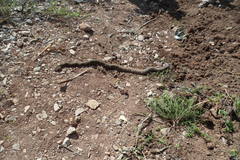 Crotalus molossus oaxacus