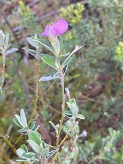 Podalyria buxifolia