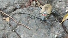 Batocera rufomaculata