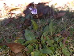 Viola primulifolia