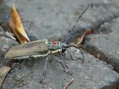 Batocera rufomaculata