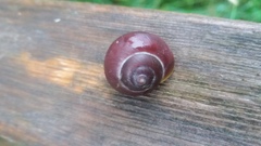 Cepaea nemoralis