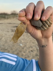 Scyliorhinus canicula