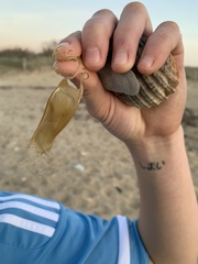 Scyliorhinus canicula