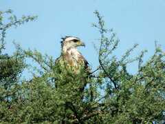 Buteogallus coronatus