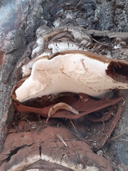 Ganoderma