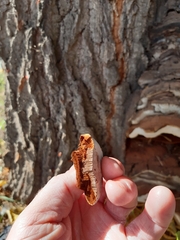 Ganoderma