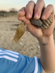 Scyliorhinus canicula