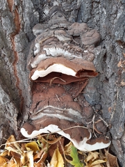 Ganoderma