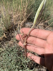 Calochortus bruneaunis