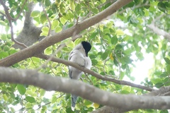 Cyanopica cyanus