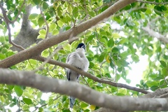 Cyanopica cyanus
