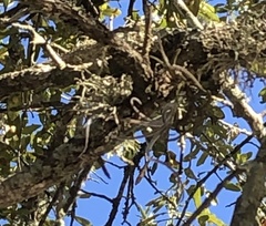 Tillandsia recurvata