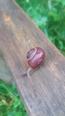 Cepaea nemoralis
