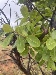 Ochna pulchra