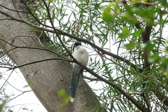 Cyanopica cyanus