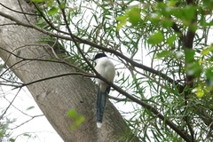 Cyanopica cyanus