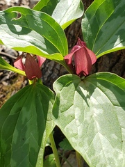 Trillium recurvatum