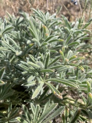 Lupinus nevadensis