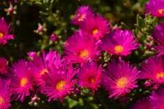 Lampranthus vernalis