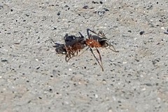 Liometopum occidentale