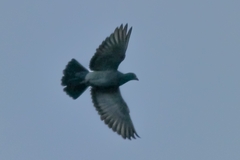 Columba livia domestica