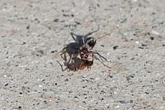 Liometopum occidentale