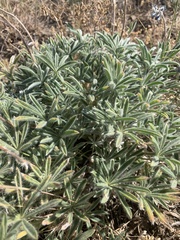 Lupinus nevadensis
