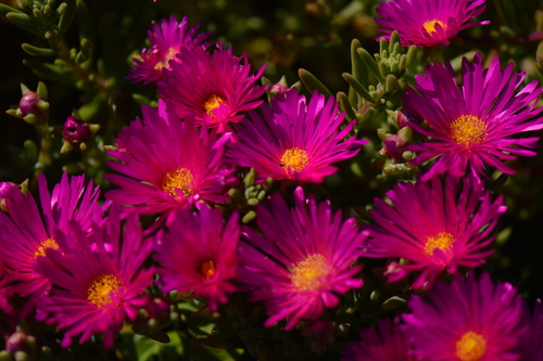 Image of Lampranthus vernalis by (c) discott-wmza, some rights reserved (CC BY-SA)