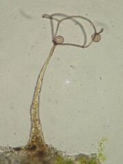 Clastoderma microcarpum