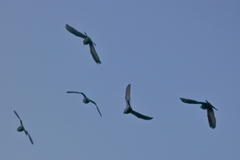 Columba livia domestica