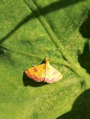 Isocentris filalis