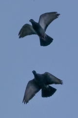 Columba livia domestica