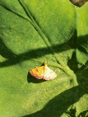 Isocentris filalis