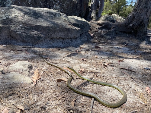 Common Tree Snake sighting