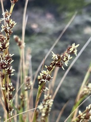 Coleochloa setifera
