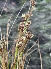 Coleochloa setifera