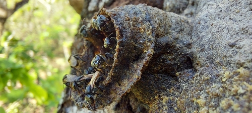 Brazilian Robust-Stingless bee