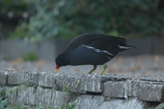 Gallinula chloropus