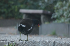 Gallinula chloropus