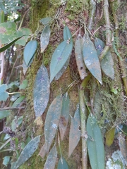 Acianthera