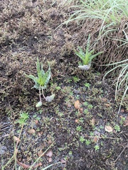 Ledebouria inquinata