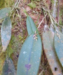 Acianthera