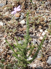 Jamesbrittenia tenuifolia