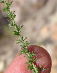 Jamesbrittenia tenuifolia