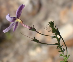 Jamesbrittenia tenuifolia