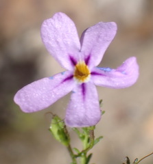 Jamesbrittenia tenuifolia