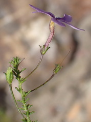 Jamesbrittenia tenuifolia
